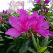 ヒメ日記 2026/04/17 17:37 投稿 すみれ 綺麗＆kirei