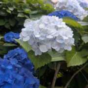 ヒメ日記 2026/06/20 14:07 投稿 すみれ 綺麗＆kirei