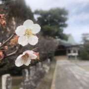 ヒメ日記 2026/03/13 13:00 投稿 ぼたん 角海老石亭