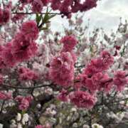 ヒメ日記 2026/03/31 09:05 投稿 ぼたん 角海老石亭