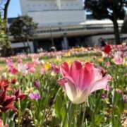 ヒメ日記 2026/04/09 07:38 投稿 ぼたん 角海老石亭