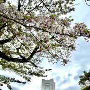 ヒメ日記 2026/04/11 09:00 投稿 ぼたん 角海老石亭