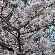 ヒメ日記 2026/03/31 23:41 投稿 横山みみ ウルトラロイヤル