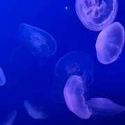 柊ゆい★完全未経験な18歳美少女 お疲れさま‪💤 PLAY