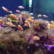 ヒメ日記 2026/03/11 14:10 投稿 彩心【いろは】 La Rouge(中津)