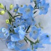 ヒメ日記 2026/03/23 21:35 投稿 まゆ RED BERYL～レッドベリル～