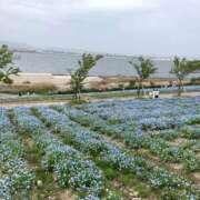 【SP】あいる ごめんね( ･-･̥ ) サマンサ(和歌山)