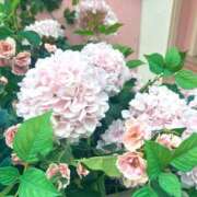 ヒメ日記 2026/04/13 09:28 投稿 百合葉/ゆりは ANEJE～アネージュ池袋～(ユメオト)