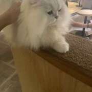 ヒメ日記 2026/03/26 20:50 投稿 まい アレグリア