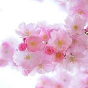 ヒメ日記 2026/02/18 22:00 投稿 猫田 めい 30代40代50代と遊ぶなら博多人妻専科24時