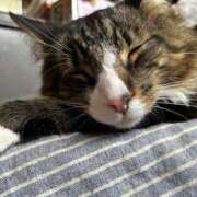 片瀬 にゃんにゃんにゃんの日 人妻風俗チャンネル