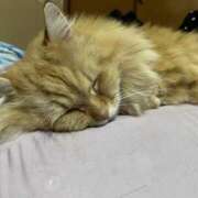 ヒメ日記 2026/03/07 08:33 投稿 片瀬 人妻風俗チャンネル