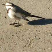 ヒメ日記 2026/03/17 07:44 投稿 片瀬 人妻風俗チャンネル