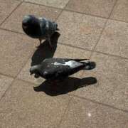 ヒメ日記 2026/04/12 11:18 投稿 片瀬 人妻風俗チャンネル