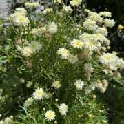 ヒメ日記 2026/04/13 06:09 投稿 片瀬 人妻風俗チャンネル