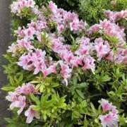 ヒメ日記 2026/04/16 06:46 投稿 片瀬 人妻風俗チャンネル