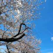 ありさ お花見🌸 バイオレンス