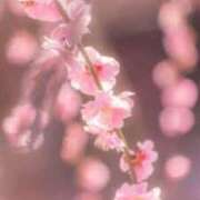 ヒメ日記 2026/04/07 23:37 投稿 キナコ 【福岡デリヘル】20代・30代★博多で評判のお店はココです！