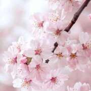 ヒメ日記 2026/04/11 11:05 投稿 池田そら elumo(エルモ)