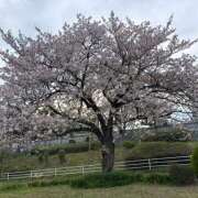 ヒメ日記 2026/04/11 02:56 投稿 白瀬 りん 千葉Grand Mrs.