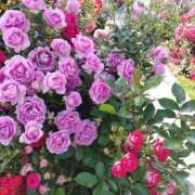 ヒメ日記 2026/02/21 08:54 投稿 ほのり 熟女家 堺東店