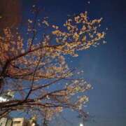 ヒメ日記 2026/04/01 00:39 投稿 ほのり 熟女家 堺東店