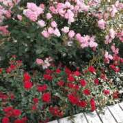 ヒメ日記 2026/05/05 23:27 投稿 ほのり 熟女家 堺東店