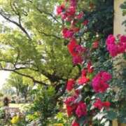 ヒメ日記 2026/05/22 00:07 投稿 ほのり 熟女家 堺東店