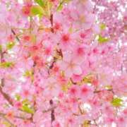 ヒメ日記 2026/03/13 11:18 投稿 るみ 素人アロマエステ東京密着ROOM 渋谷店