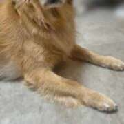 ヒメ日記 2026/03/29 20:05 投稿 るる Noble