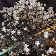 ヒメ日記 2026/03/19 13:30 投稿 みる 新宿・本格コスプレ美人秘書オフィスイメクラ「秘書課女子」