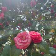 ヒメ日記 2026/02/21 13:09 投稿 うら 桜色学園