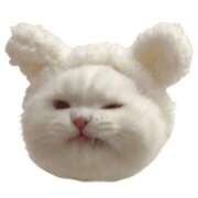 ヒメ日記 2026/04/12 12:31 投稿 天城ゆな ニューハーフヘルスSURPRISE ONE日本橋店
