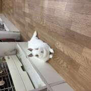 ヒメ日記 2026/05/24 17:43 投稿 みれい エマニエル秋葉原