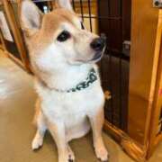 ヒメ日記 2026/09/25 09:13 投稿 こう 脱がされたい人妻 町田・相模原店