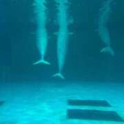 ヒメ日記 2026/02/20 15:31 投稿 白鳥いおり 華椿