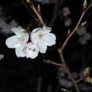 ヒメ日記 2026/03/31 07:29 投稿 星崎せいか ウルトラハピネス