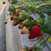 ヒメ日記 2026/03/08 08:00 投稿 ことは One More奥様 大宮店