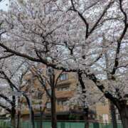 ヒメ日記 2026/04/05 17:38 投稿 柏木みき 五十路マダムエクスプレス横浜店（カサブランカグループ）