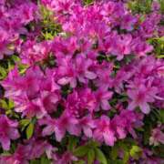 ヒメ日記 2026/04/23 09:06 投稿 柏木みき 五十路マダムエクスプレス横浜店（カサブランカグループ）