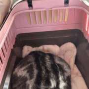 ヒメ日記 2026/04/05 09:14 投稿 りおん 奥さまさくら京橋店