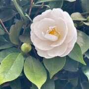 ヒメ日記 2026/03/26 21:21 投稿 りおん clubさくら京橋店