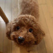 ヒメ日記 2026/04/02 12:53 投稿 かれん ファーストレディー