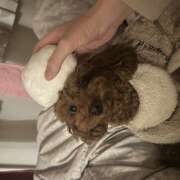 ヒメ日記 2026/03/09 12:24 投稿 花音(かのん) あなたの妻