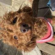 ヒメ日記 2026/03/10 16:24 投稿 花音(かのん) あなたの妻