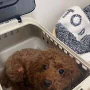 ヒメ日記 2026/04/04 18:21 投稿 花音(かのん) あなたの妻