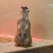 ヒメ日記 2026/02/26 17:31 投稿 黒木まさみ 熟女パラダイス岐阜羽島店（カサブランカグループ）