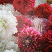 黒木まさみ ありがとう 熟女パラダイス岐阜羽島店（カサブランカグループ）