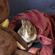 ヒメ日記 2026/03/30 20:50 投稿 ひなみ to tomorrow(トゥトゥモロウ)