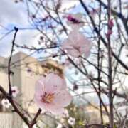 ひなた おはな? クンニ専門店 おクンニ学園 池袋校